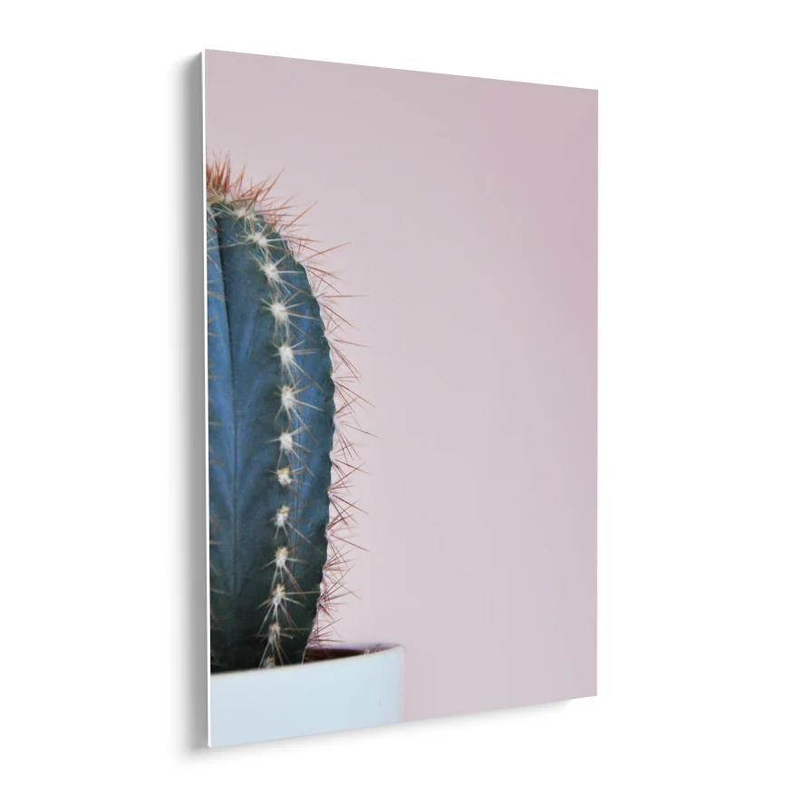 Cactus San Pedro Poster