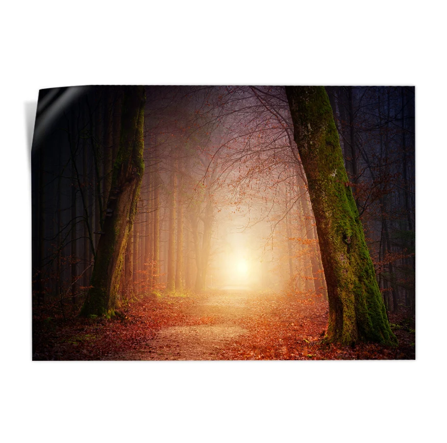 Camino en el Bosque Poster