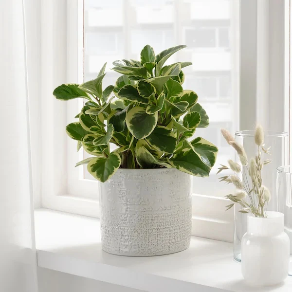 CHIAFRON MACETA BLANCA 12CM