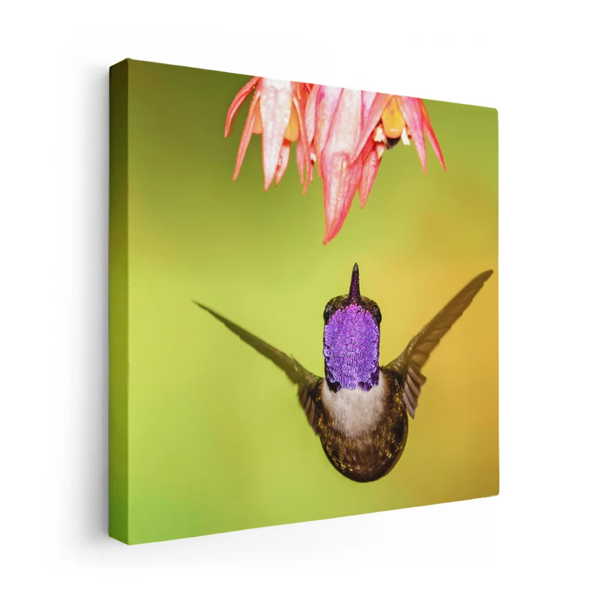 Colibrí Poster