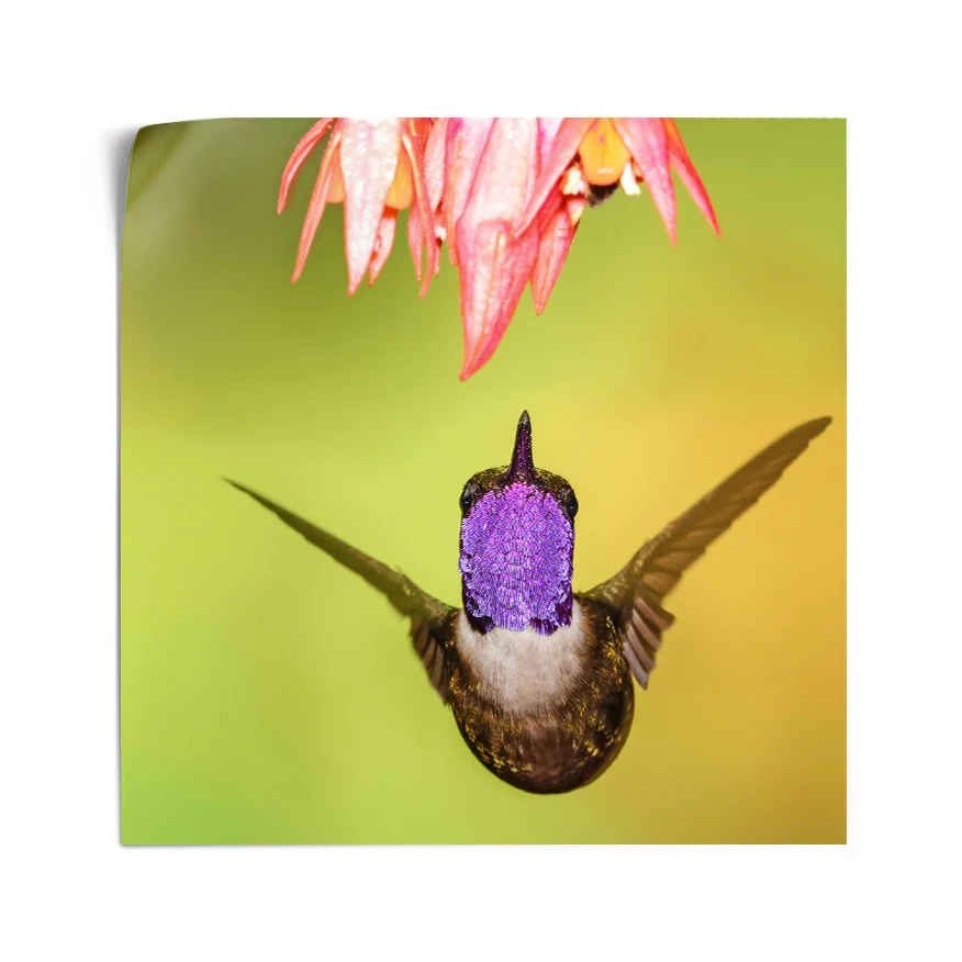 Colibrí Poster
