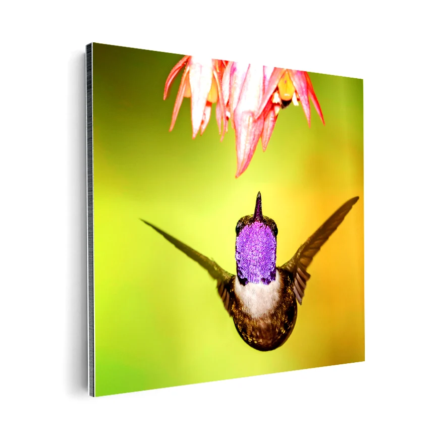 Colibrí Poster