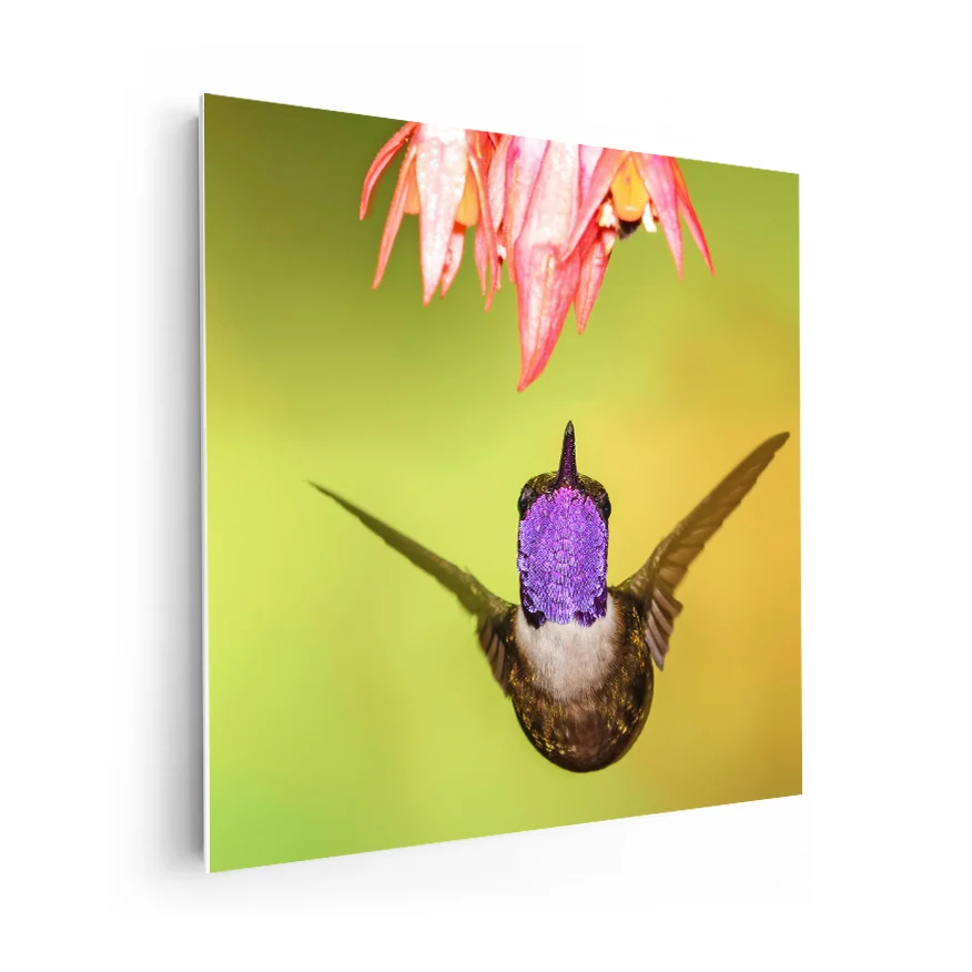 Colibrí Poster