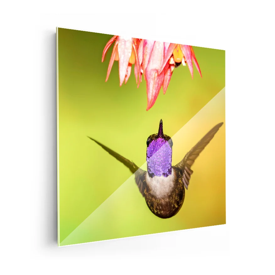 Colibrí Poster