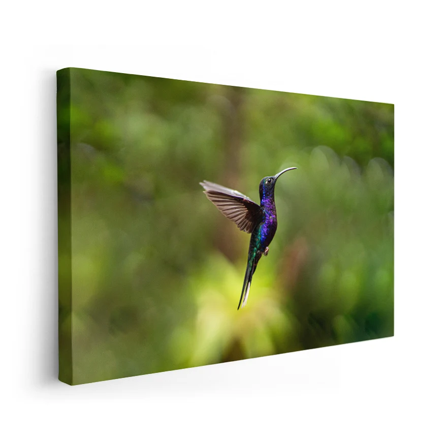 Colibrí Poster