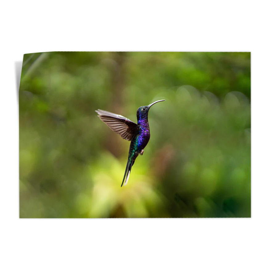 Colibrí Poster