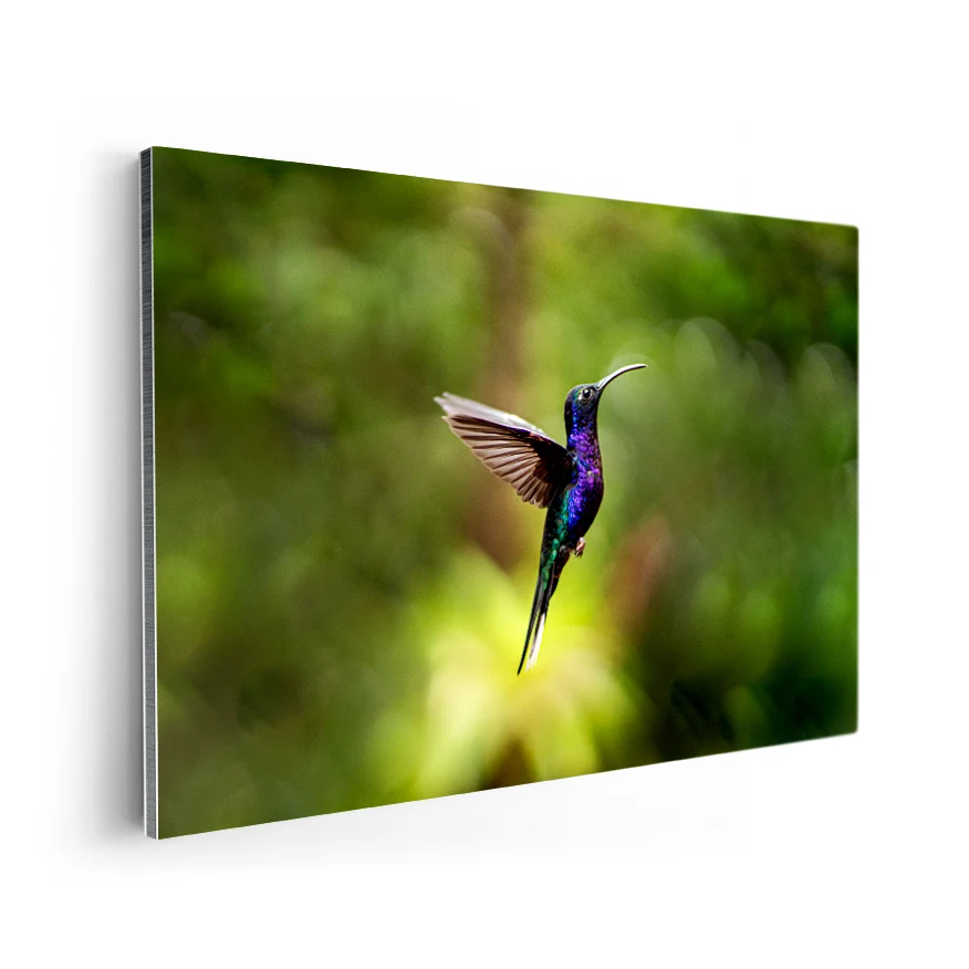 Colibrí Poster
