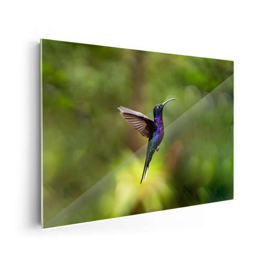 Colibrí Poster