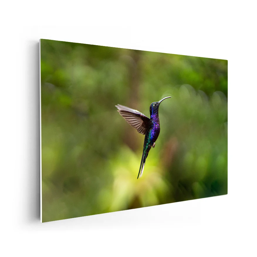 Colibrí Poster