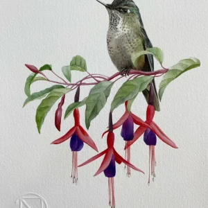 Picaflor Chico Daniela Fuchslocher