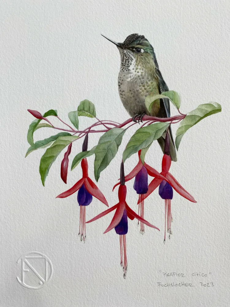 Picaflor Chico Daniela Fuchslocher