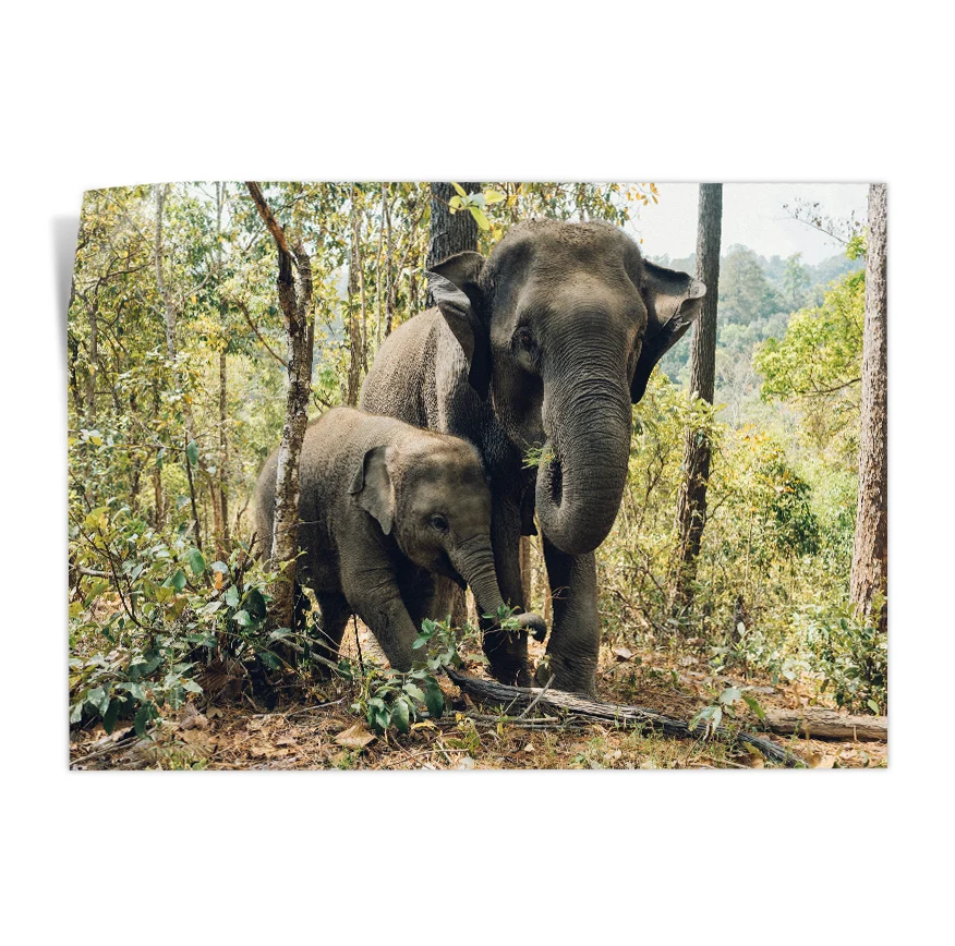 Elefante y Crí Poster