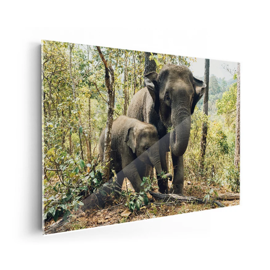 Elefante y Crí Poster