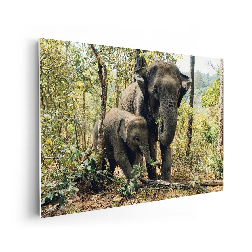 Elefante y Crí Poster