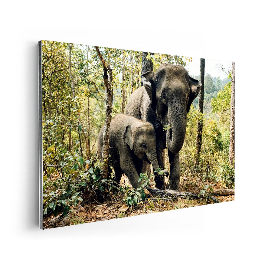 Elefante y Crí Poster