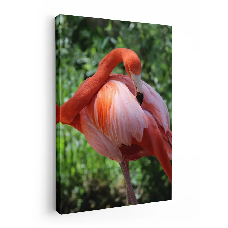 Flamenco Rosa Poster
