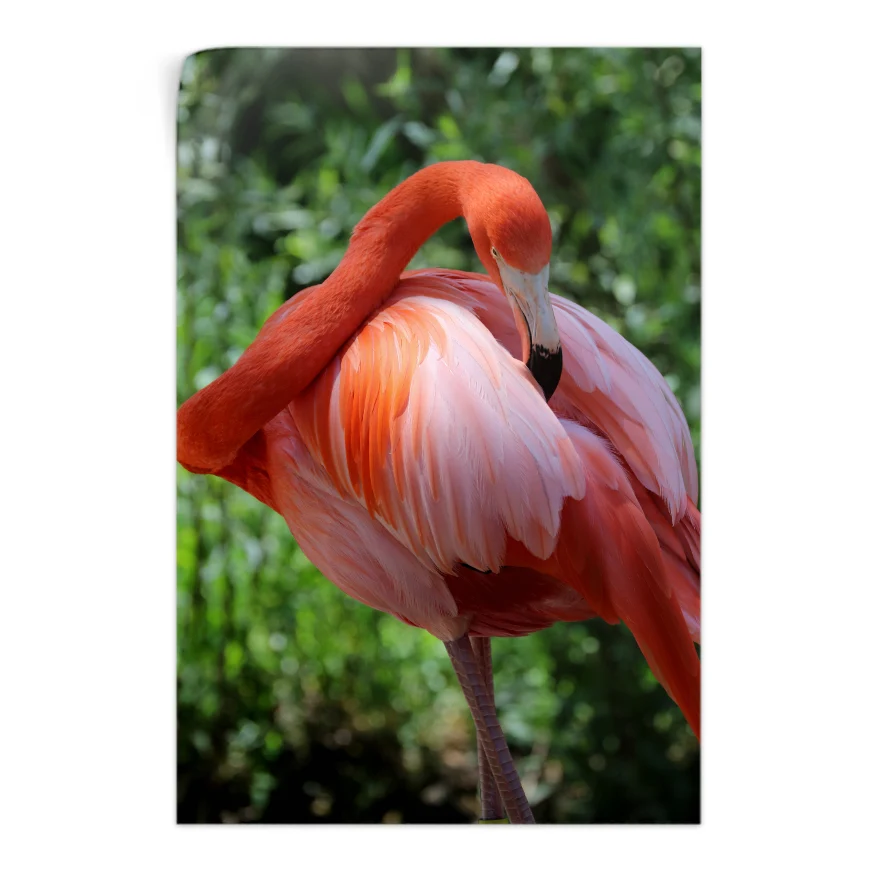 Flamenco Rosa Poster