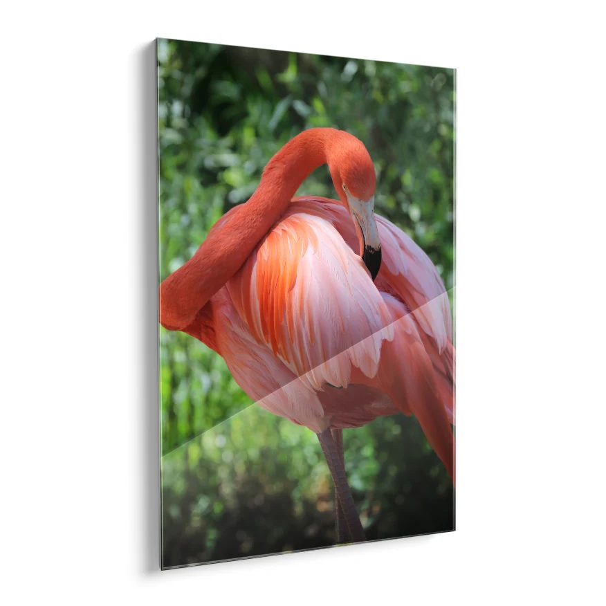 Flamenco Rosa Poster