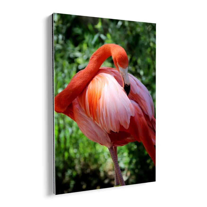 Flamenco Rosa Poster