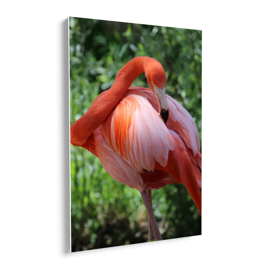 Flamenco Rosa Poster