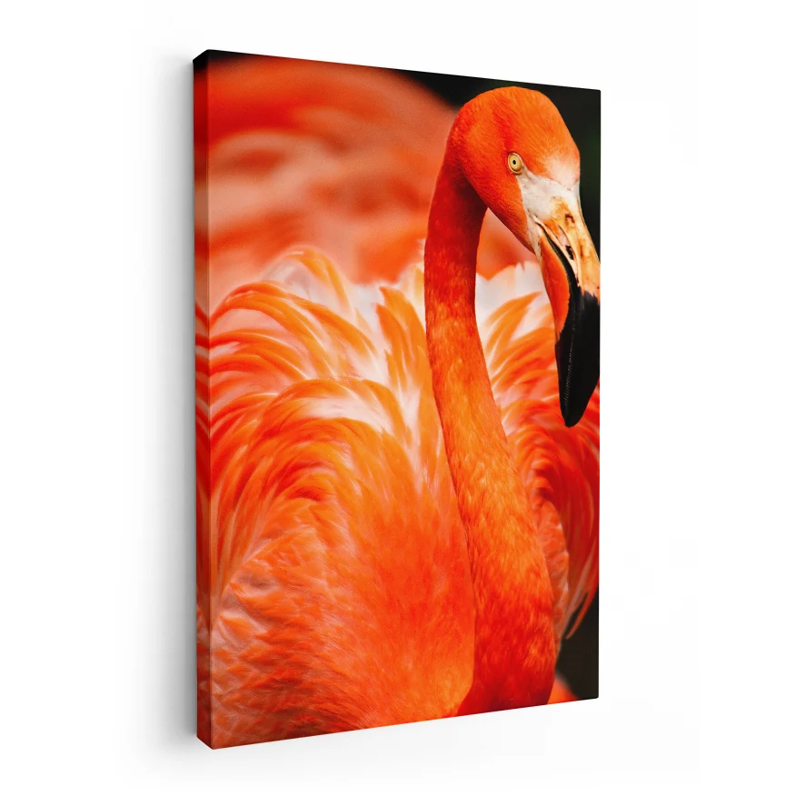 Flamenco Rosado Poster