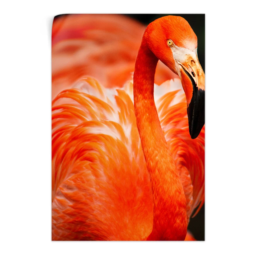 Flamenco Rosado Poster