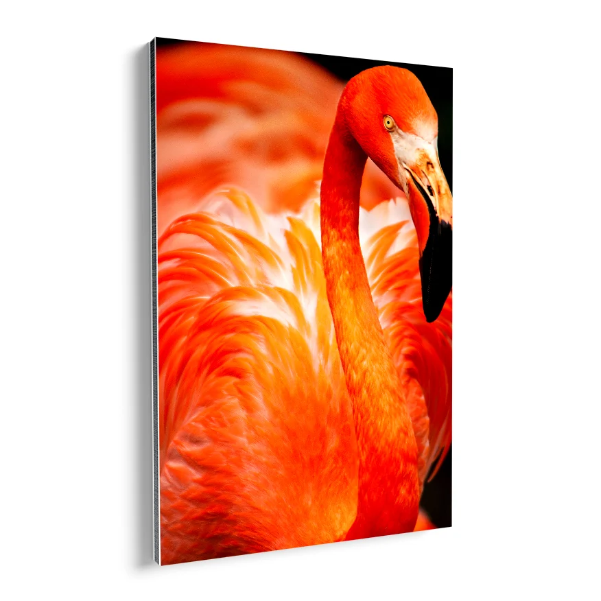 Flamenco Rosado Poster