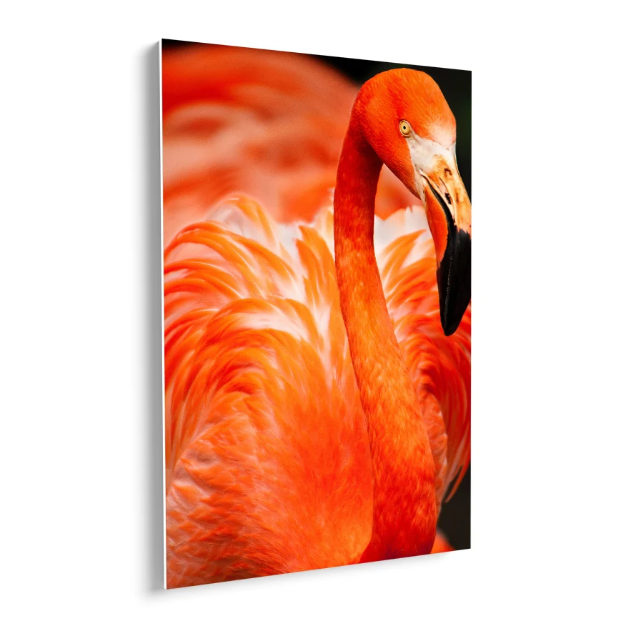 Flamenco Rosado Poster