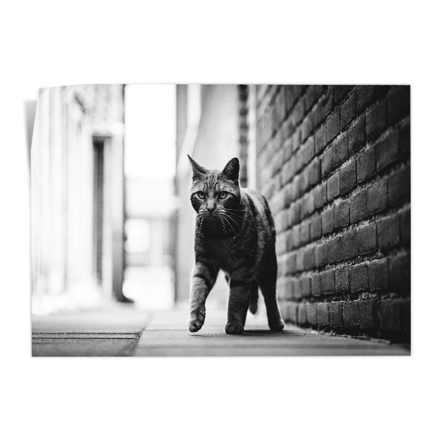 Gato Callejero Poster