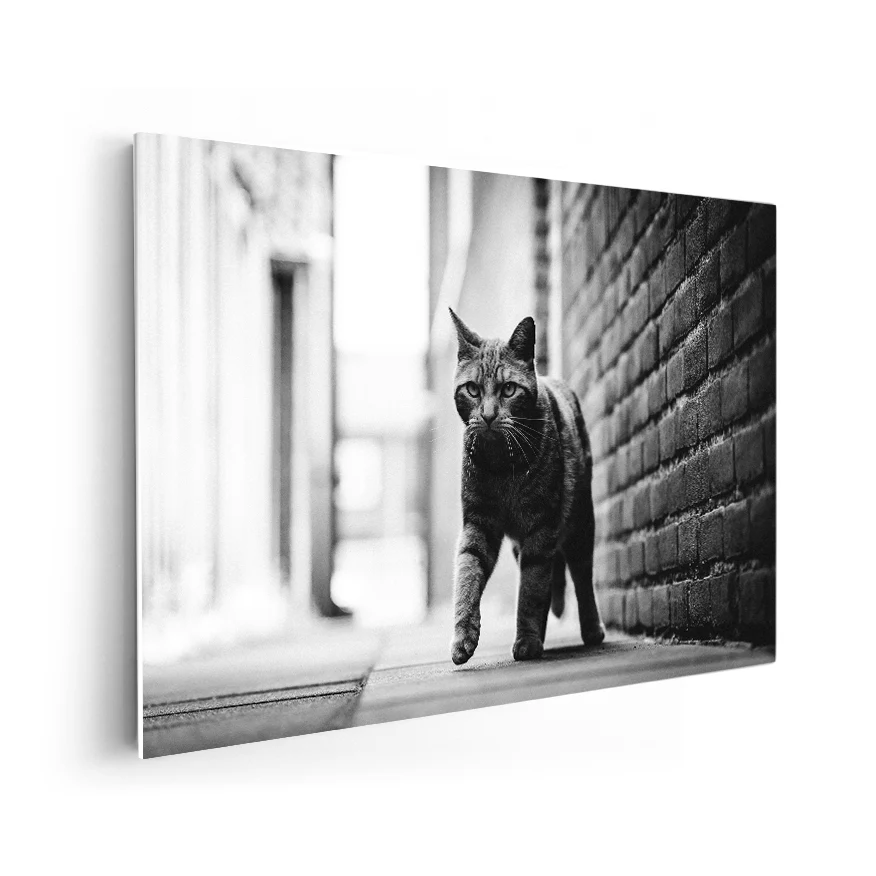 Gato Callejero Poster