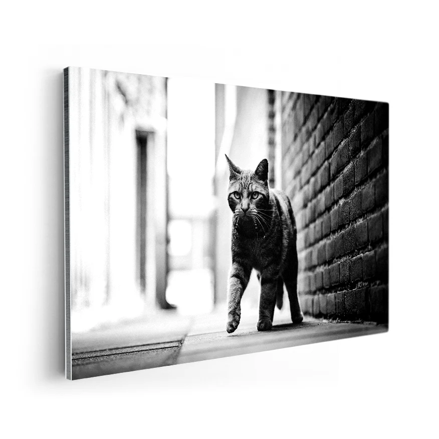 Gato Callejero Poster