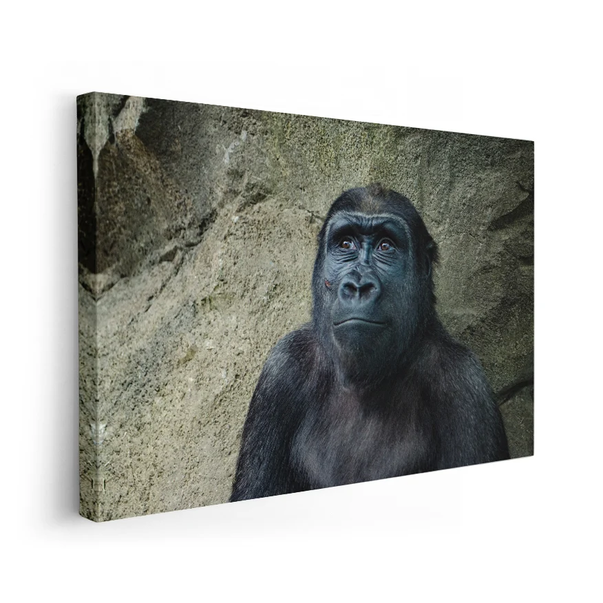 Gorilla Hembra Poster