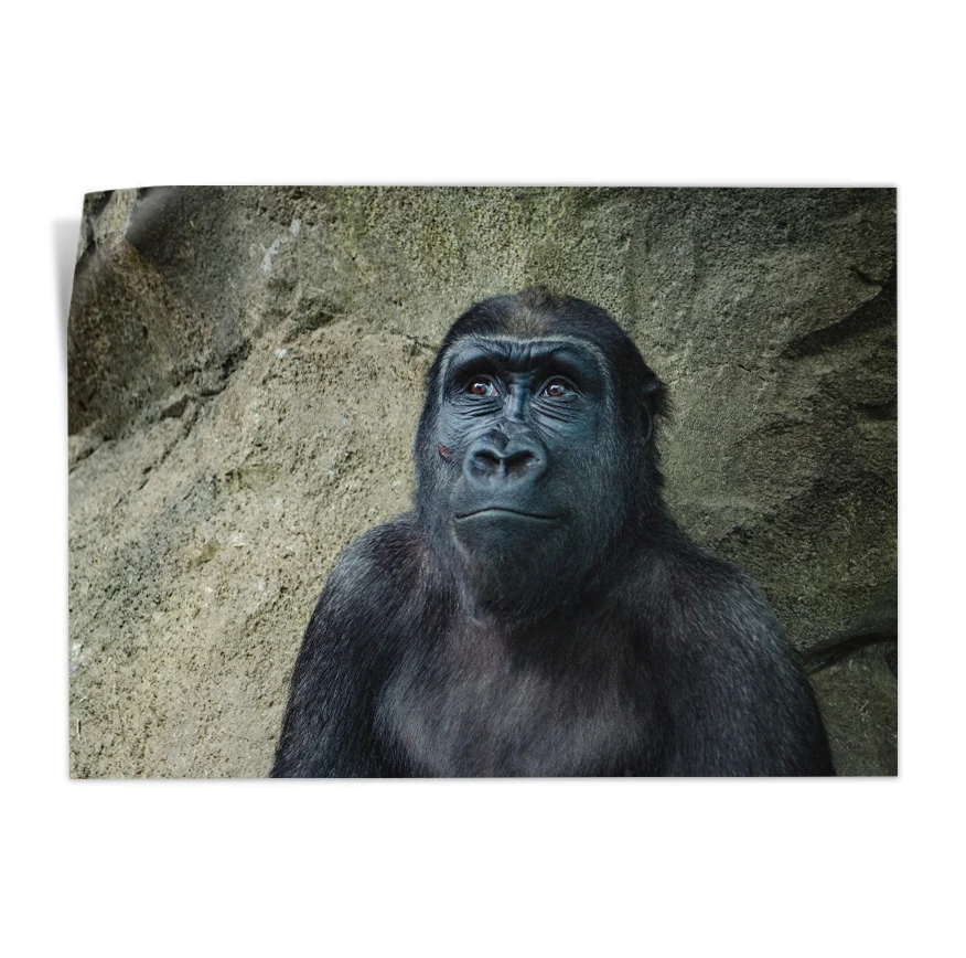 Gorilla Hembra Poster