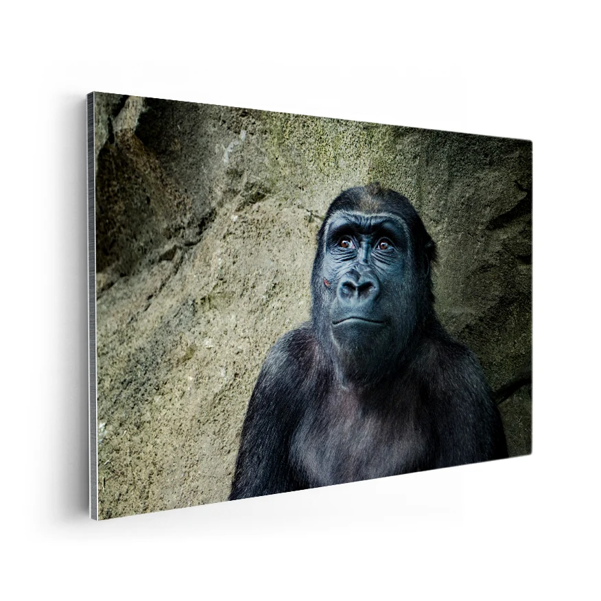 Gorilla Hembra Poster