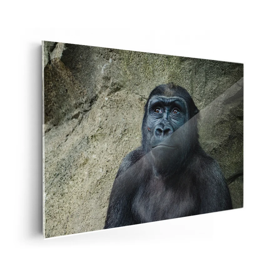 Gorilla Hembra Poster
