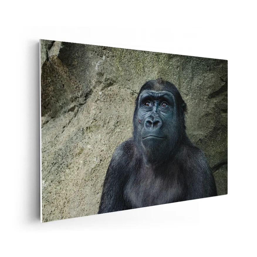 Gorilla Hembra Poster