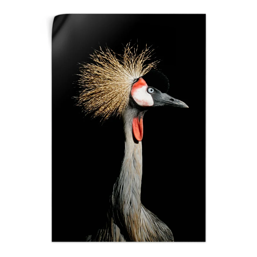 Grulla Coronada Poster
