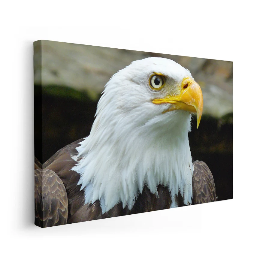 Águila Calva Poster