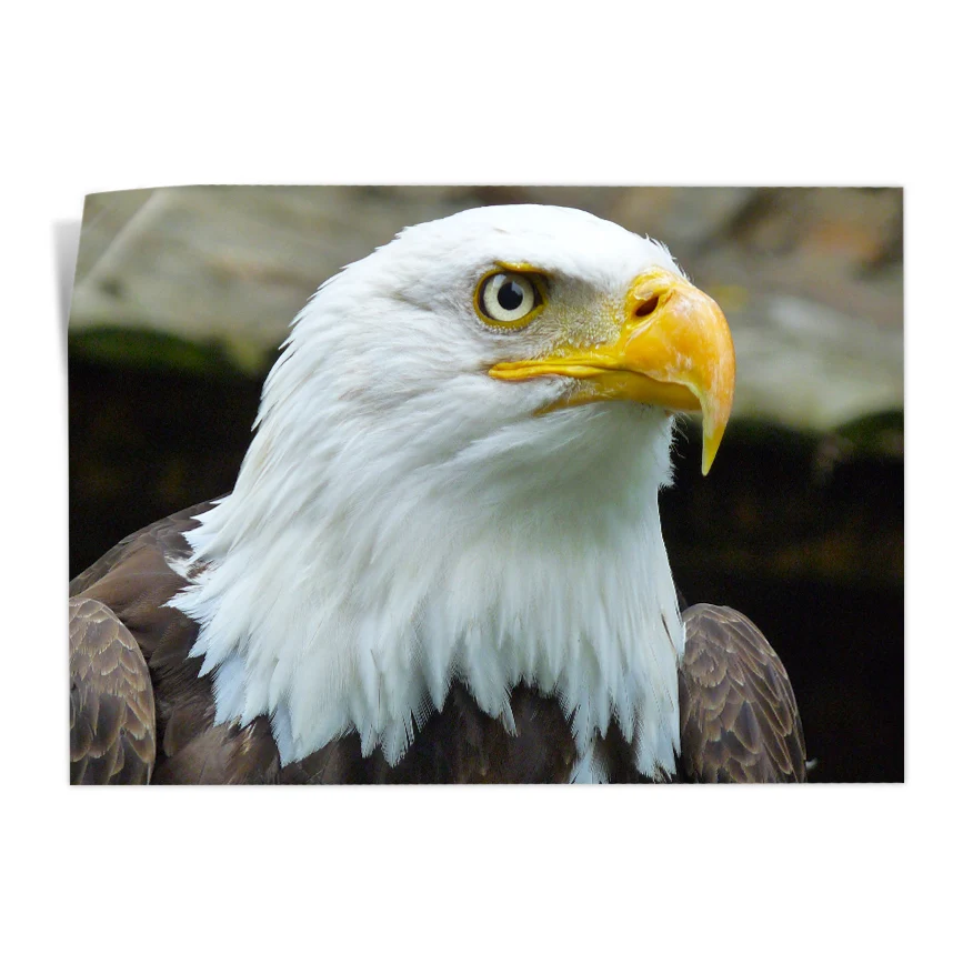 Águila Calva Poster