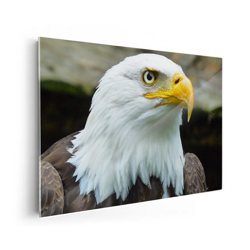 Águila Calva Poster
