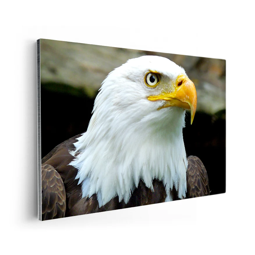 Águila Calva Poster