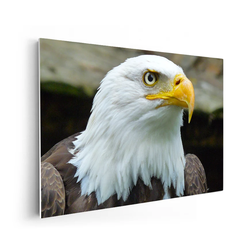 Águila Calva Poster