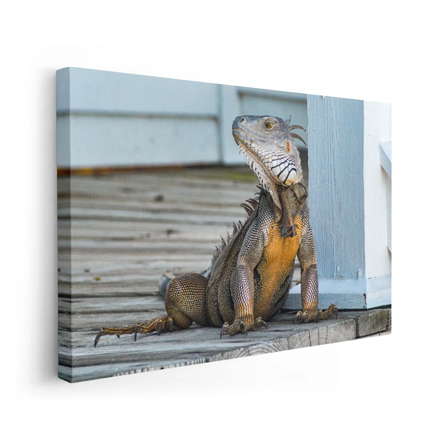 Iguana Poster