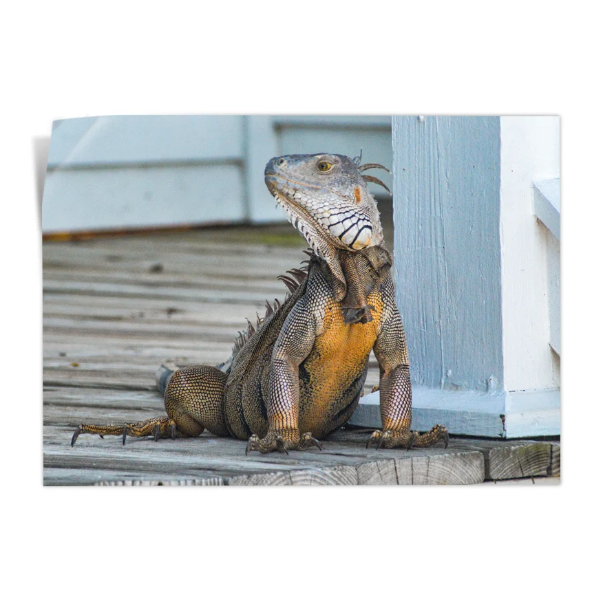 Iguana Poster