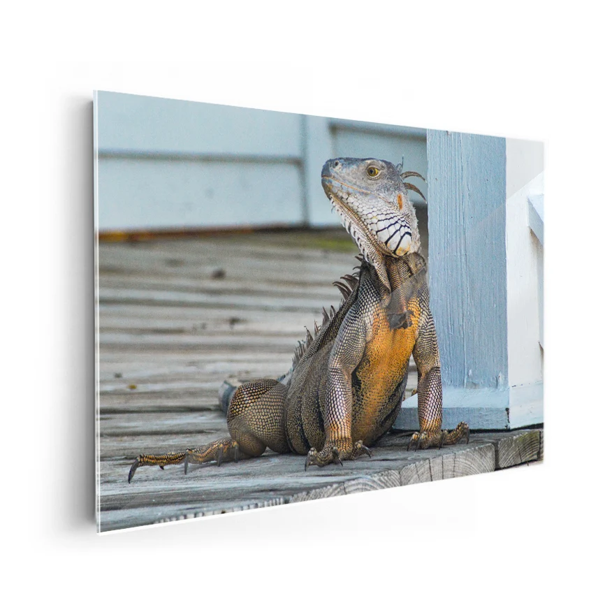 Iguana Poster