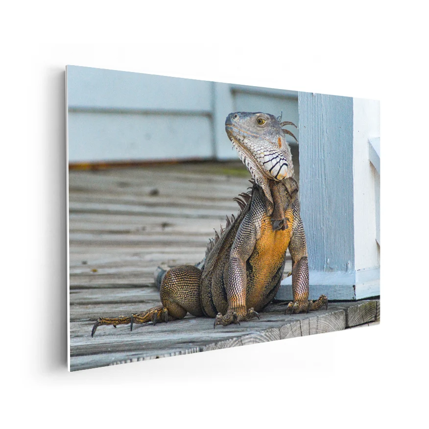 Iguana Poster