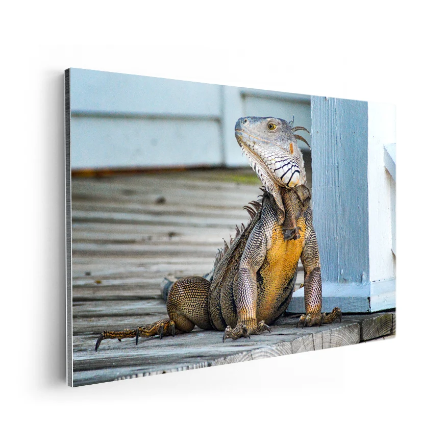 Iguana Poster