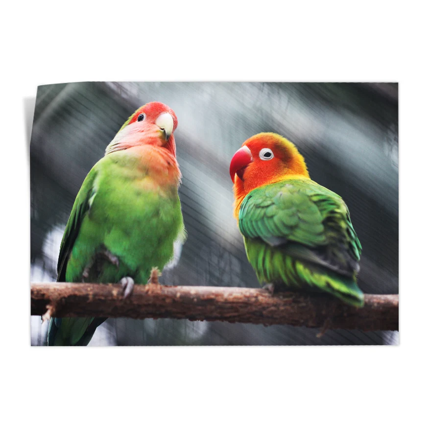 Inseparable de Namibia Poster
