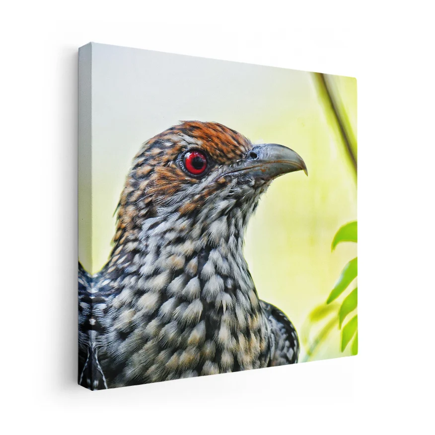 Koel Asiático Poster