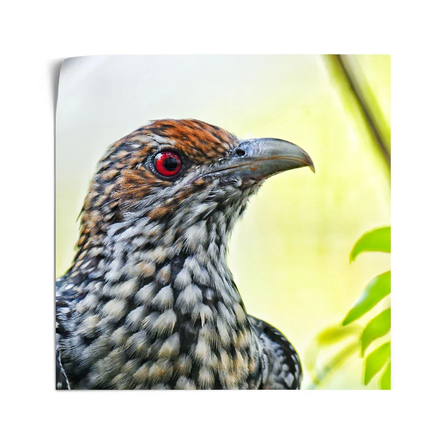 Koel Asiático Poster